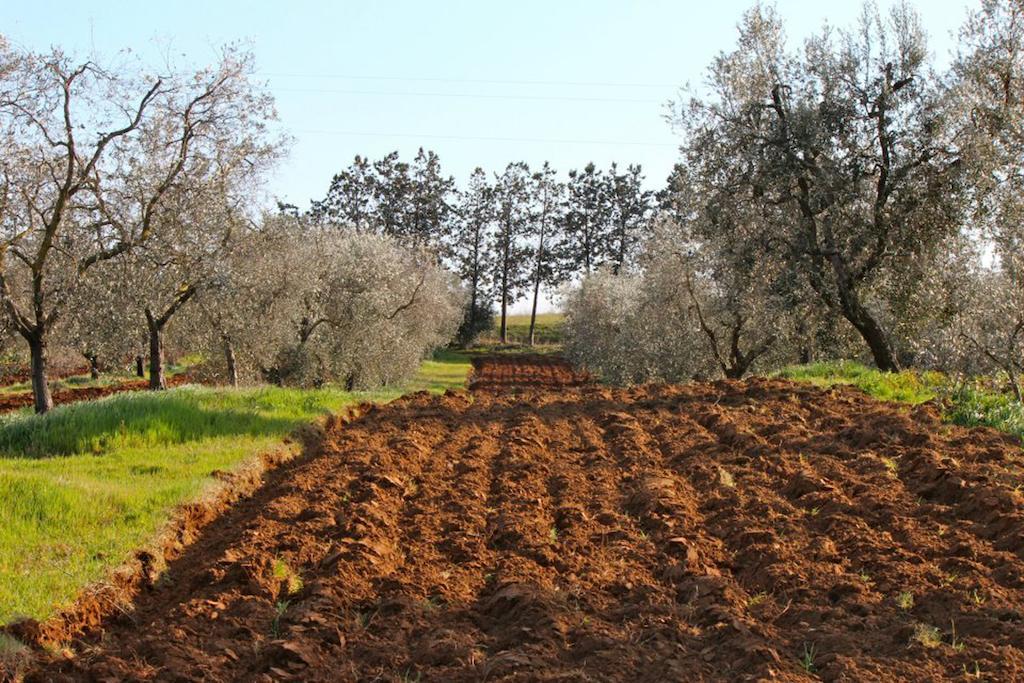 Agriturismo Monte Alzato Капалбио Екстериор снимка
